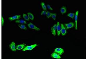 Immunofluorescent analysis of HepG2 cells using ABIN7151568 at dilution of 1:100 and Alexa Fluor 488-congugated AffiniPure Goat Anti-Rabbit IgG(H+L) (ELOVL5 抗体  (AA 247-299))