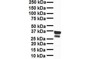 WB Suggested Anti-TFB1M antibody Titration: 1 ug/mL Sample Type: Human liver (TFB1M 抗体  (N-Term))