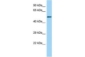 Host: Rabbit Target Name: Gabpb2 Sample Type: Rat Small Intestine lysates Antibody Dilution: 1. (GABPB2 抗体  (N-Term))