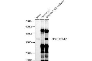 Immunoprecipitation analysis of 300 μg extracts of U-937 cells using 3 μg RING1B/RNF2 antibody (ABIN7270070). (RNF2 抗体)