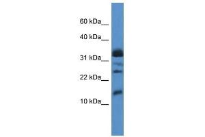 Western Blot showing ELOF1 antibody used at a concentration of 1. (ELOF1 抗体  (Middle Region))