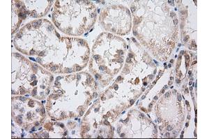 Immunohistochemical staining of paraffin-embedded Human Kidney tissue using anti-IFT57 mouse monoclonal antibody. (IFT57 抗体)