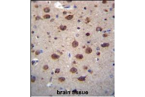 PNKD Antibody (N-term) (ABIN656498 and ABIN2845773) immunohistochemistry analysis in formalin fixed and paraffin embedded human brain tissue followed by peroxidase conjugation of the secondary antibody and DAB staining. (PNKD 抗体  (N-Term))
