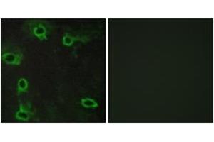Immunofluorescence analysis of COS7 cells, using ADORA2A Antibody.