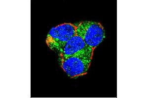 Confocal immunofluorescent analysis of AKT2 Antibody (Center) (ABIN391023 and ABIN2841193) with 293 cell followed by Alexa Fluor 488-conjugated goat anti-rabbit lgG (green). (AKT2 抗体  (AA 93-123))