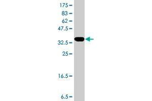 Western Blot detection against Immunogen (37. (TP53AIP1 抗体  (AA 1-108))