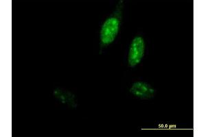 Immunofluorescence of purified MaxPab antibody to POLE3 on HeLa cell. (POLE3 抗体  (AA 1-147))