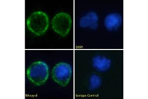 Immunofluorescence staining of fixed Daudi cells with anti-CD80 antibody IDEC-114 (Galiximab). (Recombinant CD80 (Galiximab Biosimilar) 抗体)