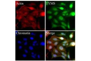 HeLa cells were stained with monoclonal anti-TYMS antibody (Green). (TYMS 抗体  (AA 1-313))