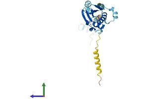 Protein Structure (PS) image for Phosducin-Like 3 (PDCL3) (AA 1-239) protein (His tag) (ABIN7550637)
