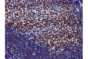 Image no. 6 for anti-Glutathione S-Transferase theta 2 (GSTT2) antibody (ABIN1498553) (GSTT2 抗体)