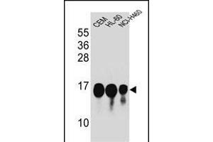 HIST1H2B Antibody (Center) (ABIN654684 and ABIN2844377) western blot analysis in CEM,HL-60,NCI- cell line lysates (35 μg/lane). (HIST1H2BJ 抗体  (AA 57-86))