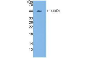 Western Blotting (WB) image for Keratin 7 (KRT7) ELISA Kit (ABIN6720512)