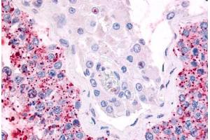 Anti-CDC7 antibody  ABIN1048420 IHC staining of human testis. (CDC7 抗体  (Kinase Domain))