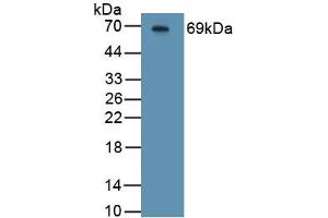 Detection of Recombinant HJV, Mouse using Polyclonal Antibody to Hemojuvelin (HJV) (HFE2 抗体  (AA 34-393))