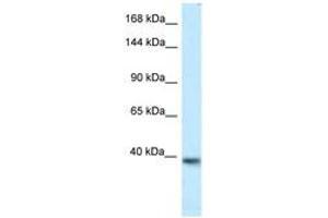 Image no. 1 for anti-Potassium Voltage-Gated Channel, KQT-Like Subfamily, Member 2 (KCNQ2) (AA 182-231) antibody (ABIN6747559) (KCNQ2 抗体  (AA 182-231))