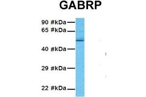 Host:  Rabbit  Target Name:  GABRP  Sample Tissue:  Human 293T  Antibody Dilution:  1. (GABRP 抗体  (N-Term))