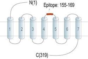 anti-G Protein-Coupled Receptor 171 (GPR171) (2nd Extracellular Loop), (AA 155-169) antibody