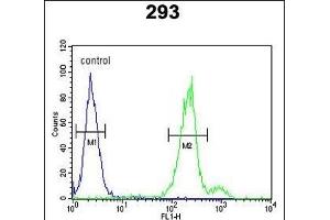 CLRN3 Antibody (C-term) (ABIN653073 and ABIN2842673) flow cytometric analysis of 293 cells (right histogram) compared to a negative control cell (left histogram). (Clarin 3 抗体  (C-Term))