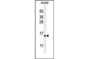 Western blot analysisof IER3 / IEX1 Antibody (N-term) in A549 cell line lysates (35ug/lane).
