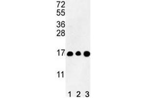 Western blot analysis of HIST3H3 antibody and (1) CEM, (2) K562, and (3) HL-60 lysate (Histone Cluster 3, H3 (HIST3H3) (AA 1-30) 抗体)