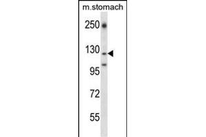 LC2 Antibody (Center) (ABIN657905 and ABIN2846856) western blot analysis in mouse stomach tissue lysates (35 μg/lane). (LAMC2 抗体  (AA 941-970))