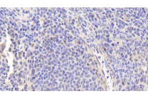 Detection of eNOS in Human Spleen Tissue using Polyclonal Antibody to Endothelial NOS (eNOS) (ENOS 抗体  (AA 756-888))