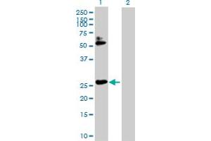 Western Blot analysis of HOXB7 expression in transfected 293T cell line by HOXB7 MaxPab polyclonal antibody.