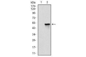 Western Blotting (WB) image for anti-Fast Skeletal Troponin I (TNNI2) antibody (ABIN1107197) (TNNI2 抗体)