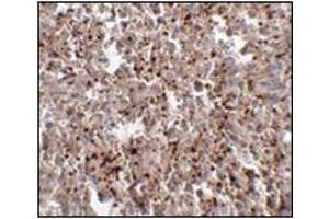Immunohistochemistry of Mett7LB in human spleen tissue with this product at 2. (METTL7B 抗体  (C-Term))