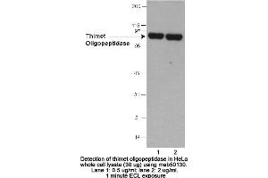 Image no. 1 for anti-Thimet Oligopeptidase 1 (THOP1) (AA 56-72) antibody (ABIN363284) (Thimet Oligopeptidase 1 抗体  (AA 56-72))