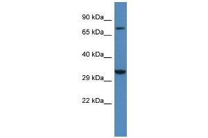 WB Suggested Anti-Cacng2 Antibody   Titration: 1. (Stargazin 抗体  (Middle Region))