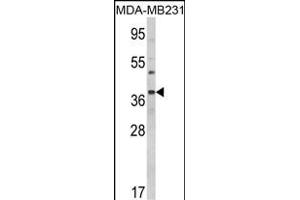 Western blot analysis of BAG1 Antibody (C-term) (ABIN389451 and ABIN2839520) in MDA-M cell line lysates (35 μg/lane). (BAG1 抗体  (C-Term))