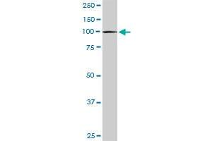 CBL MaxPab rabbit polyclonal antibody. (CBL 抗体  (AA 1-906))