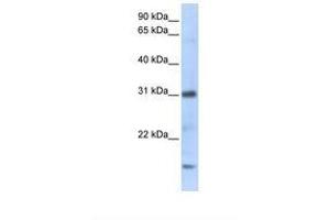 Image no. 1 for anti-Chemokine (C-X-C Motif) Ligand 16 (CXCL16) (C-Term) antibody (ABIN6737989) (CXCL16 抗体  (C-Term))