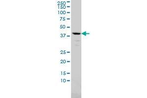 Western Blotting (WB) image for anti-alpha 1 Microglobulin/bikunin precursor (AMBP) (AA 19-352) antibody (ABIN559860)