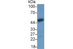 Detection of NFkB in MCF7 cell lysate using Polyclonal Antibody to Nuclear Factor Kappa B (NFkB) (NFkB 抗体  (AA 352-439))