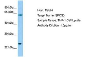 Image no. 1 for anti-Signal Peptidase Complex Subunit 3 Homolog (SPCS3) (AA 51-100) antibody (ABIN6750074) (SPCS3 抗体  (AA 51-100))