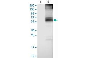 Western blot analysis of Lane 1: Negative control (vector only transfected HEK293T lysate), Lane 2: Over-expression Lysate (Co-expressed with a C-terminal myc-DDK tag (~3. (SLC7A4 抗体)