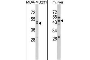 (LEFT) Western blot analysis of WNT10B Antibody (Center) in MDA-MB231 cell line lysates (35ug/lane). (WNT10B 抗体  (Middle Region))