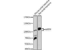 Western blot analysis of extracts of various cell lines, using MTTP antibody (ABIN6129583, ABIN6144184, ABIN6144185 and ABIN6218239) at 1:1000 dilution. (MTTP 抗体  (AA 1-130))
