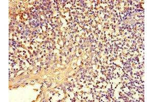 Immunohistochemistry of paraffin-embedded human tonsil tissue using ABIN7151671 at dilution of 1:100 (NFE2L1 抗体  (AA 251-550))