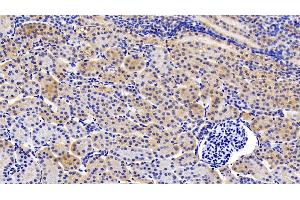 Detection of gp130 in Porcine Kidney Tissue using Polyclonal Antibody to Glycoprotein 130 (gp130) (CD130/gp130 抗体  (AA 392-566))