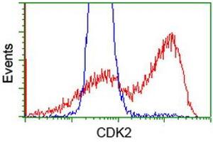 HEK293T cells transfected with either RC200494 overexpress plasmid (Red) or empty vector control plasmid (Blue) were immunostained by anti-CDK2 antibody (ABIN2454606), and then analyzed by flow cytometry. (CDK2 抗体)