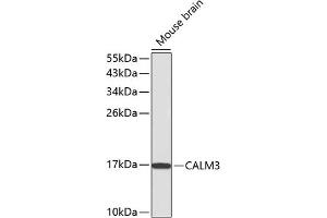 Western blot analysis of extracts of mouse brain, using C antibody (ABIN3021589, ABIN3021590, ABIN3021591 and ABIN6215299). (Calmodulin 3 抗体  (AA 1-100))
