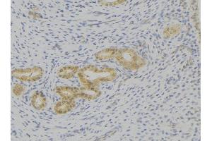 ABIN6276793 at 1/100 staining Human uterus tissue by IHC-P. (IL-7 抗体  (C-Term))