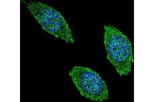 Immunofluorescence (IF) image for anti-Colony Stimulating Factor 2 (Granulocyte-Macrophage) (CSF2) antibody (ABIN2995782) (GM-CSF 抗体)
