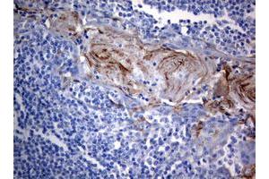 Image no. 2 for anti-BCL2/adenovirus E1B 19kDa Interacting Protein 1 (BNIP1) (AA 1-199) antibody (ABIN1490605) (BNIP1 抗体  (AA 1-199))