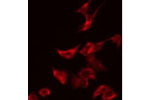 ABIN6274129 staining HeLa by IF/ICC. (TUSC2 抗体  (Internal Region))