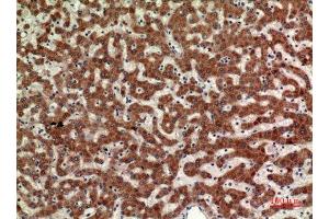 Immunohistochemistry (IHC) analysis of paraffin-embedded Human Liver, antibody was diluted at 1:100. (MPL 抗体  (Internal Region))